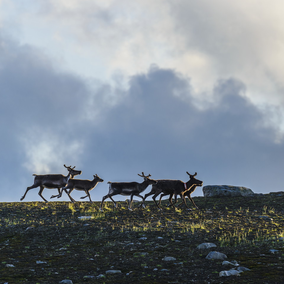 Springande renar, obs bilden är kvadratisk i sitt original