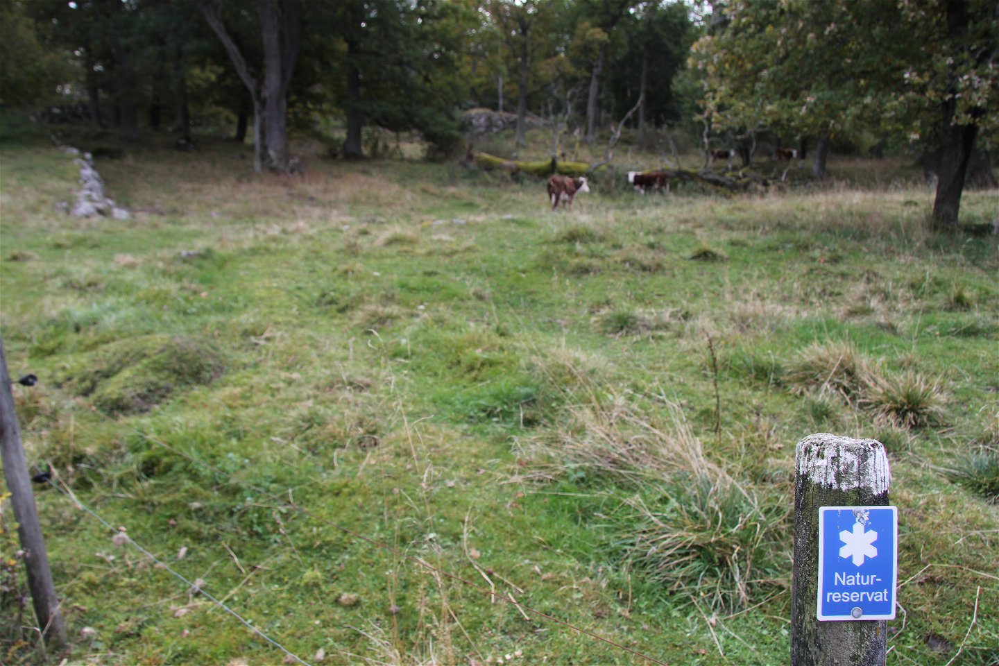 Stolpe med en blå skylt med text Naturreservat. I bakgrunden står två kor.