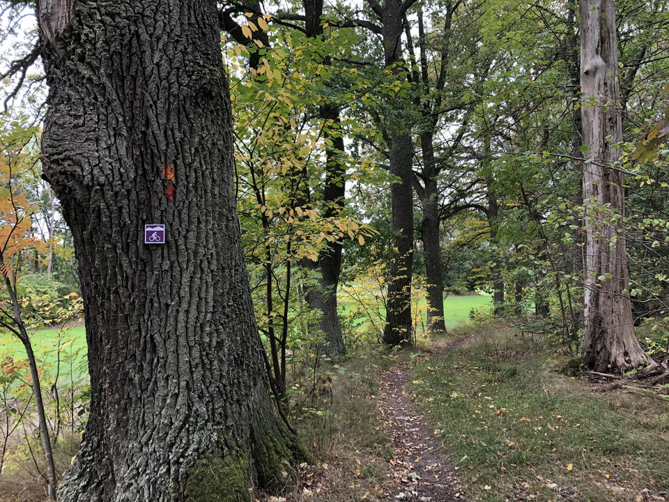 Ett träd med en skylt med en cykel.