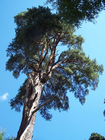 Smultronställe Tallarna i Kronparken