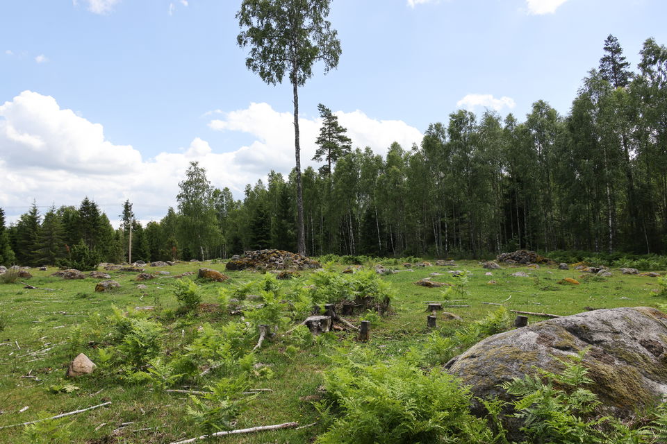 Foto: Niklas Kämpargård