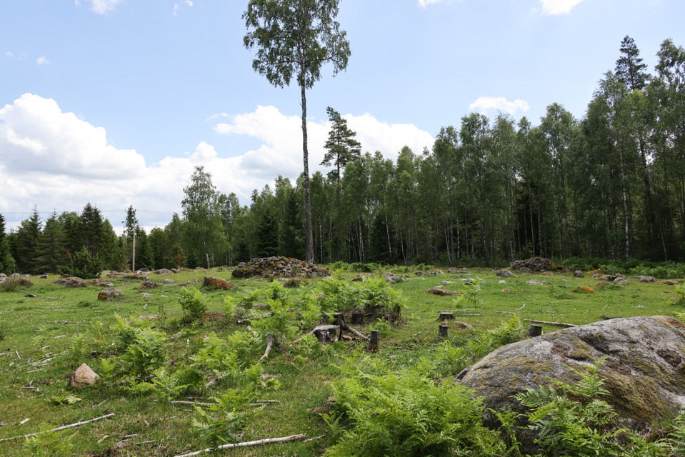 Foto: Niklas Kämpargård