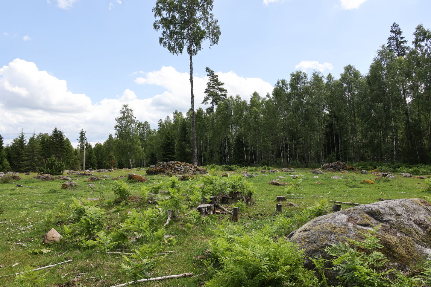 Foto: Niklas Kämpargård