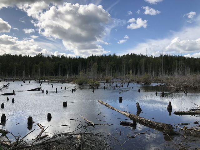 Jordbrodammen pond