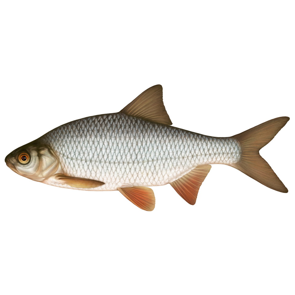 Learn more about roach