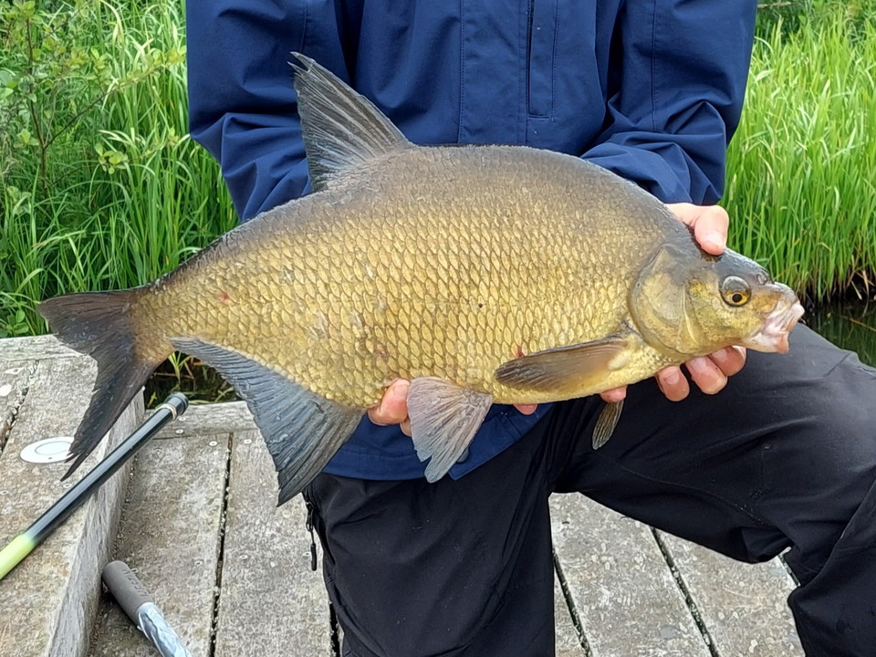 Learn more about bream