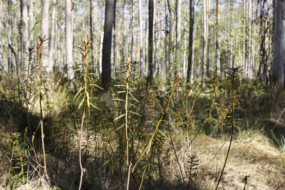 Närbild på en grön växt med smala avlånga blad. I bakgrunden är det tät skog.