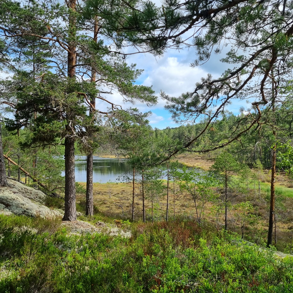 Mjögtjärnet, östra sidan av stora slingan