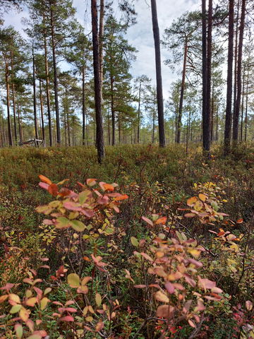 Lômbackpojkanes naturreservat