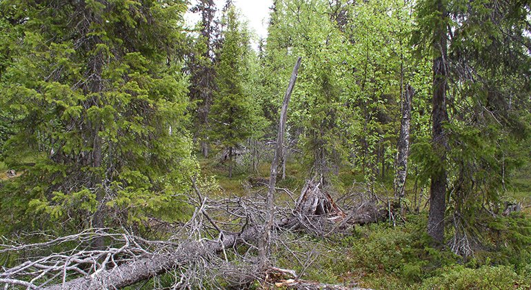 I Jylkkyvaaras skogar har naturen sin stilla gång.
