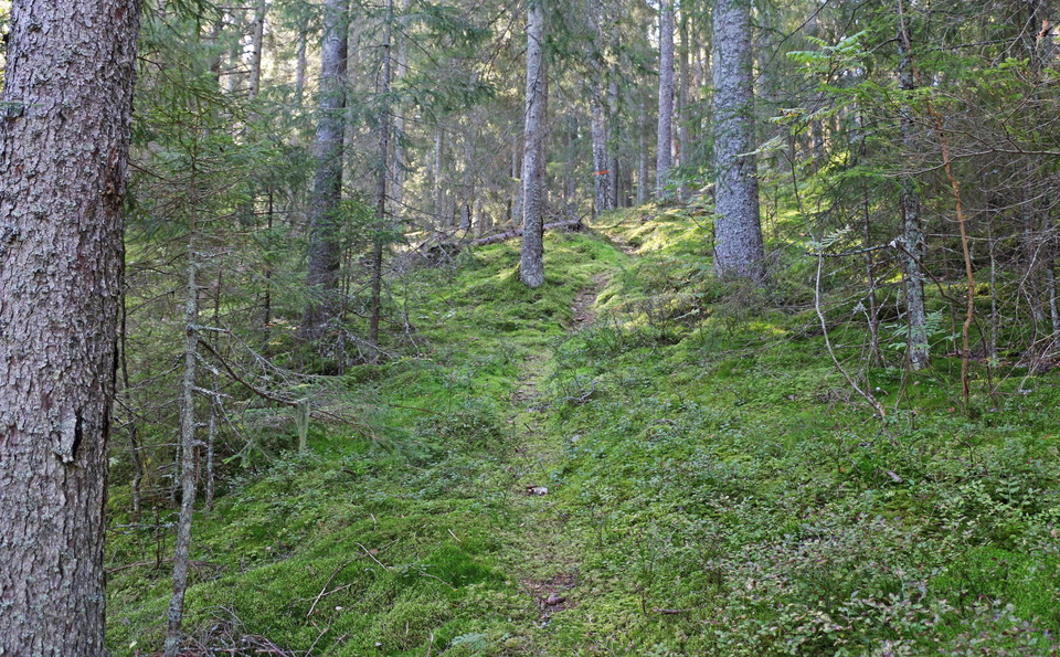 Stigen slingrar sig uppför en sluttning mellan skog och mossa.