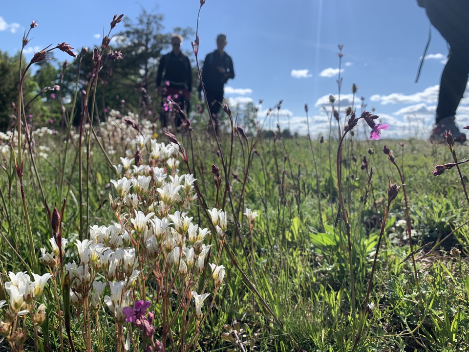 Vita och rosa blommor i närbild,  grönt gräs bakom