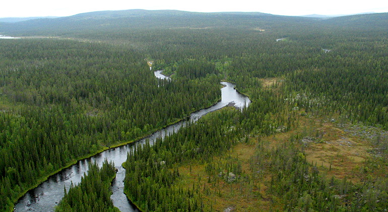 Flygfoto över delar av Torneträsk Soppero fjällurskogsreservat.