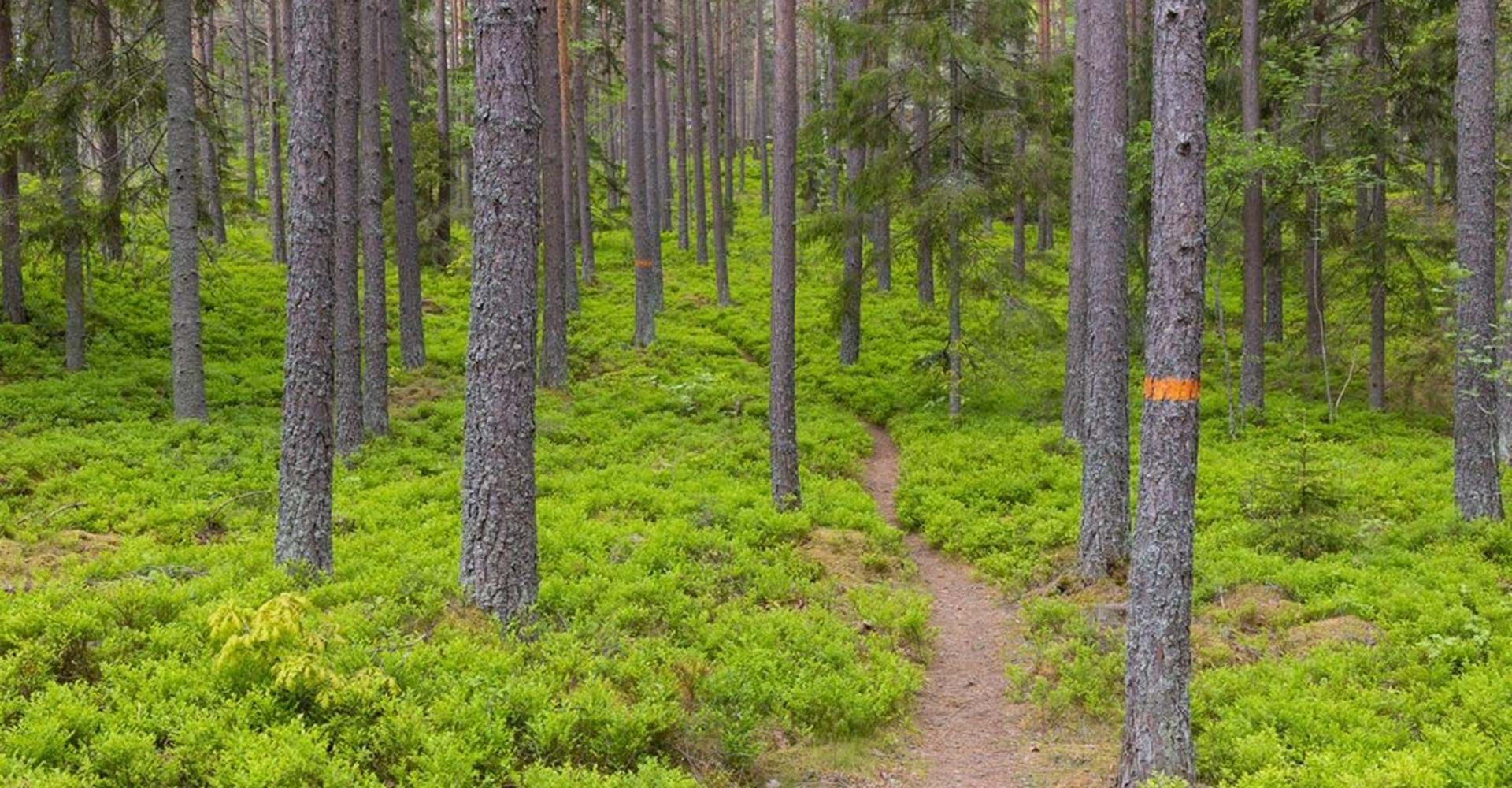 Leden går till största delen i fin skog. På flera platser finns gott om blåbärsris.
Glotternskogen
Etapp: H-tallen Rundslinga
Norrköping