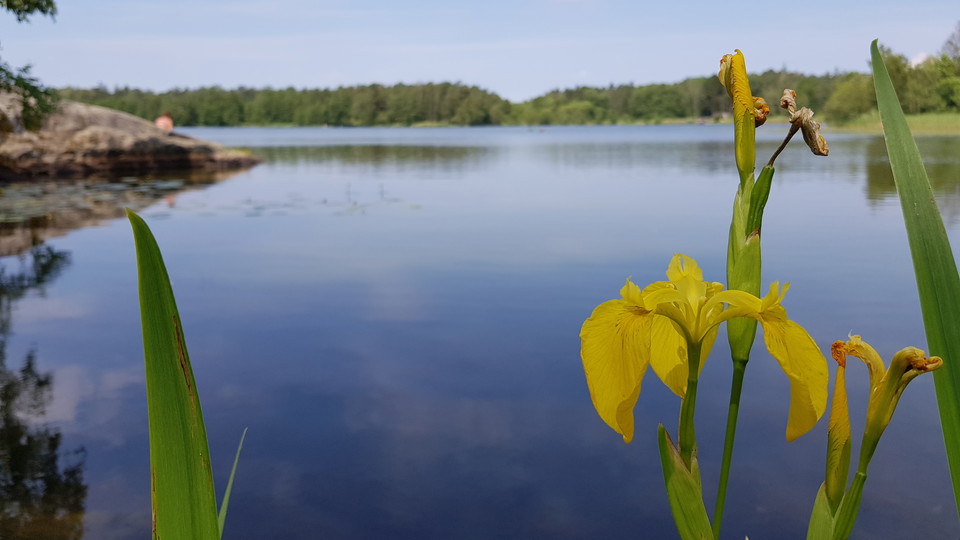 Gul svärdslilja vid Kottlasjöns badberg. Foto Lidngö stad