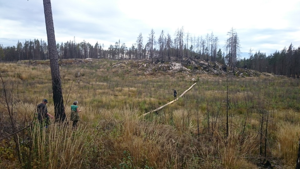 En lång spång löper fram över en myr.