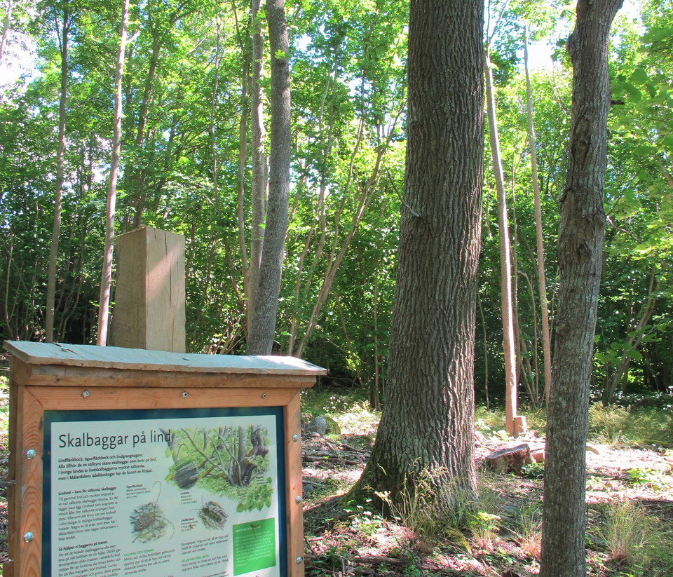 Utmed stigen kan du läsa om gamla träd och dess invånare. 