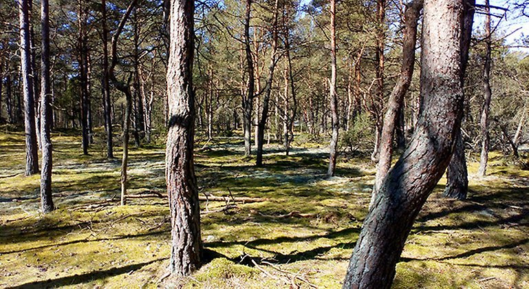 Västra Torsö, Naturreservat