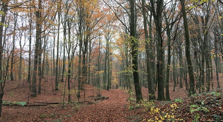 Skogen i höstskrud.