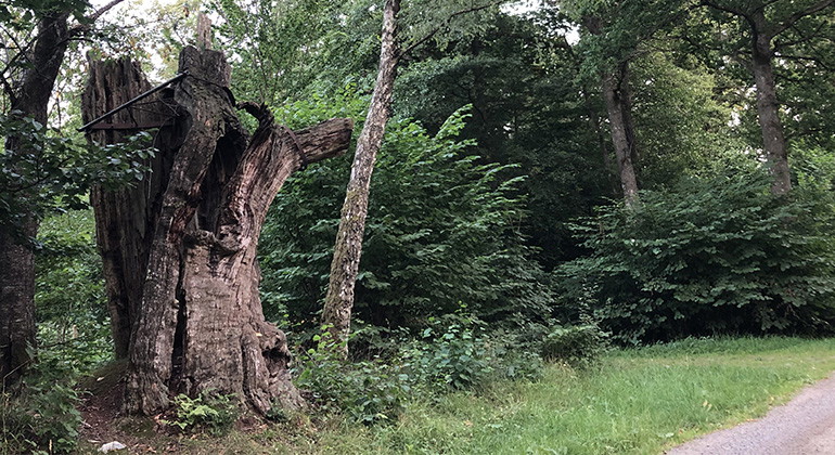 Snapphaneeken Herrevadskloster.