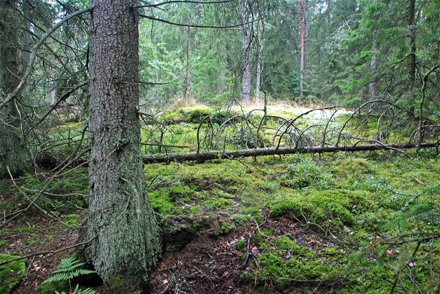 Wallanders Åbacka naturreservat
