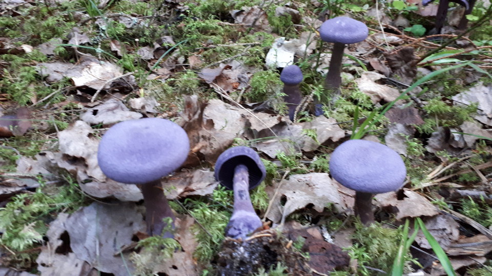 Violspindelskivling i Tullviksbäckens naturreservat.