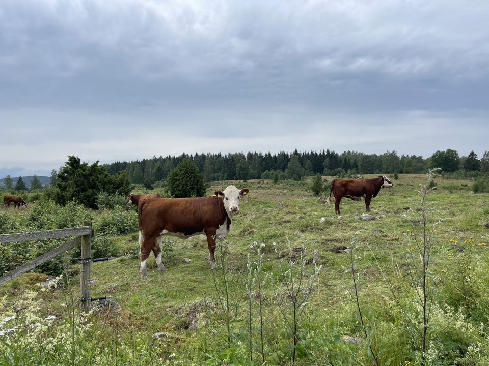 Kohage intill byn