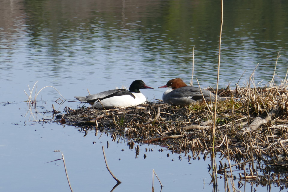 Storskrake. Foto Torbjörn Peterson.