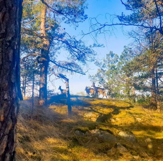 Rådjuren i Trolldalen