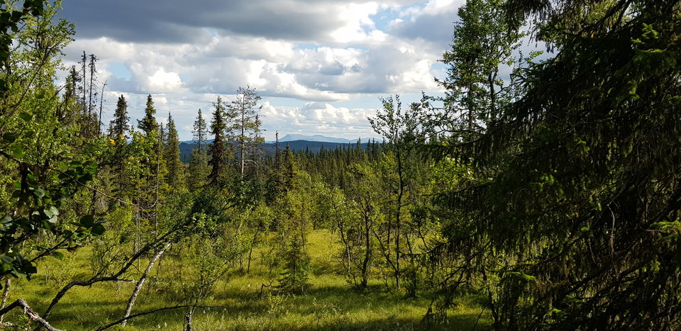 Gammelskog vid Särvfjället - vy mot Sonfjället.