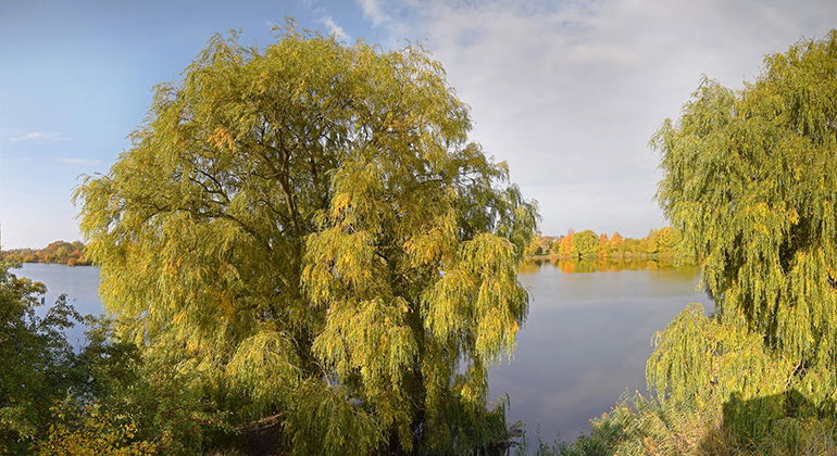 Stora träd vid en av dammarna.