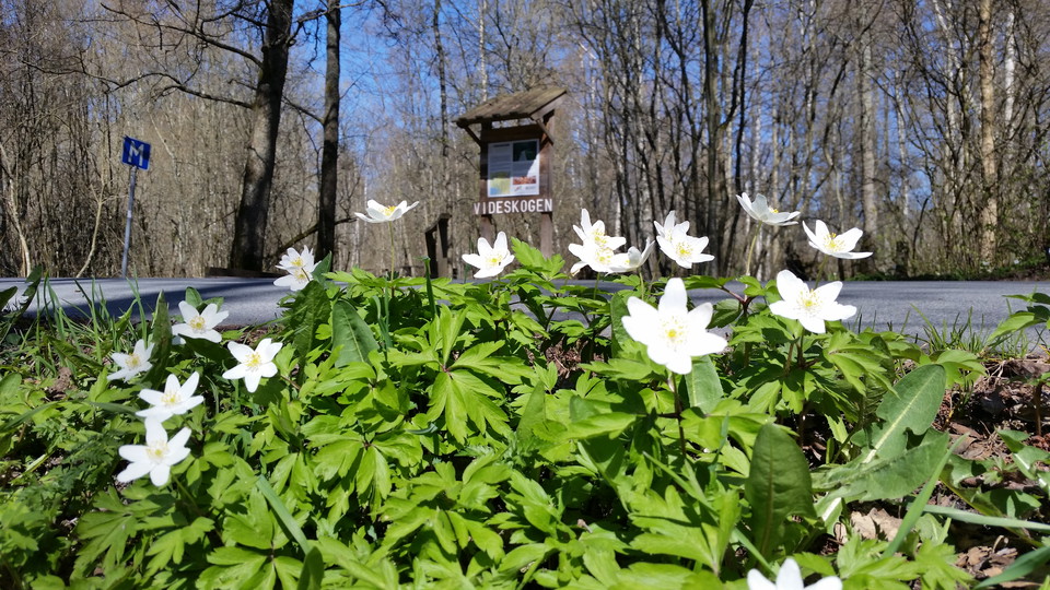 Videskogen