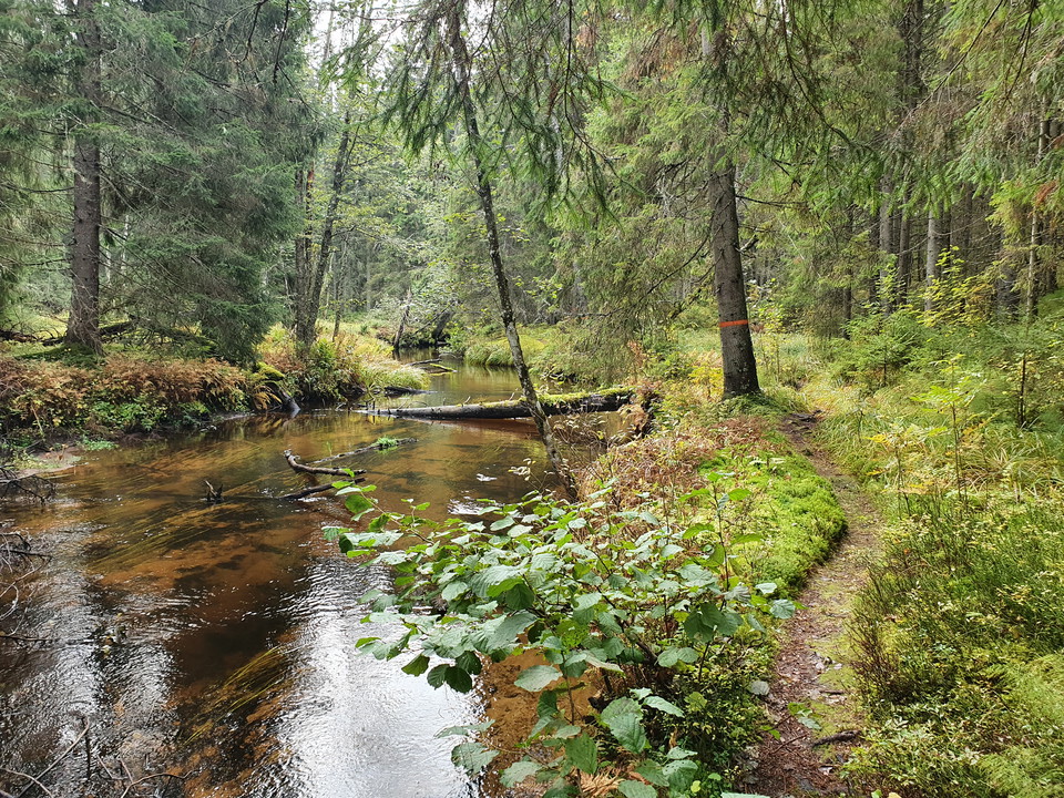 Stig som går längs kanten av älven som omges av grönska med ett dött träd av mossa som fallit i.