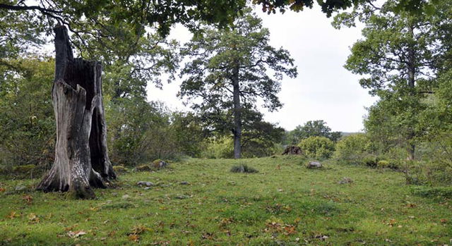 Nalavibergs ekäng, Naturreservat