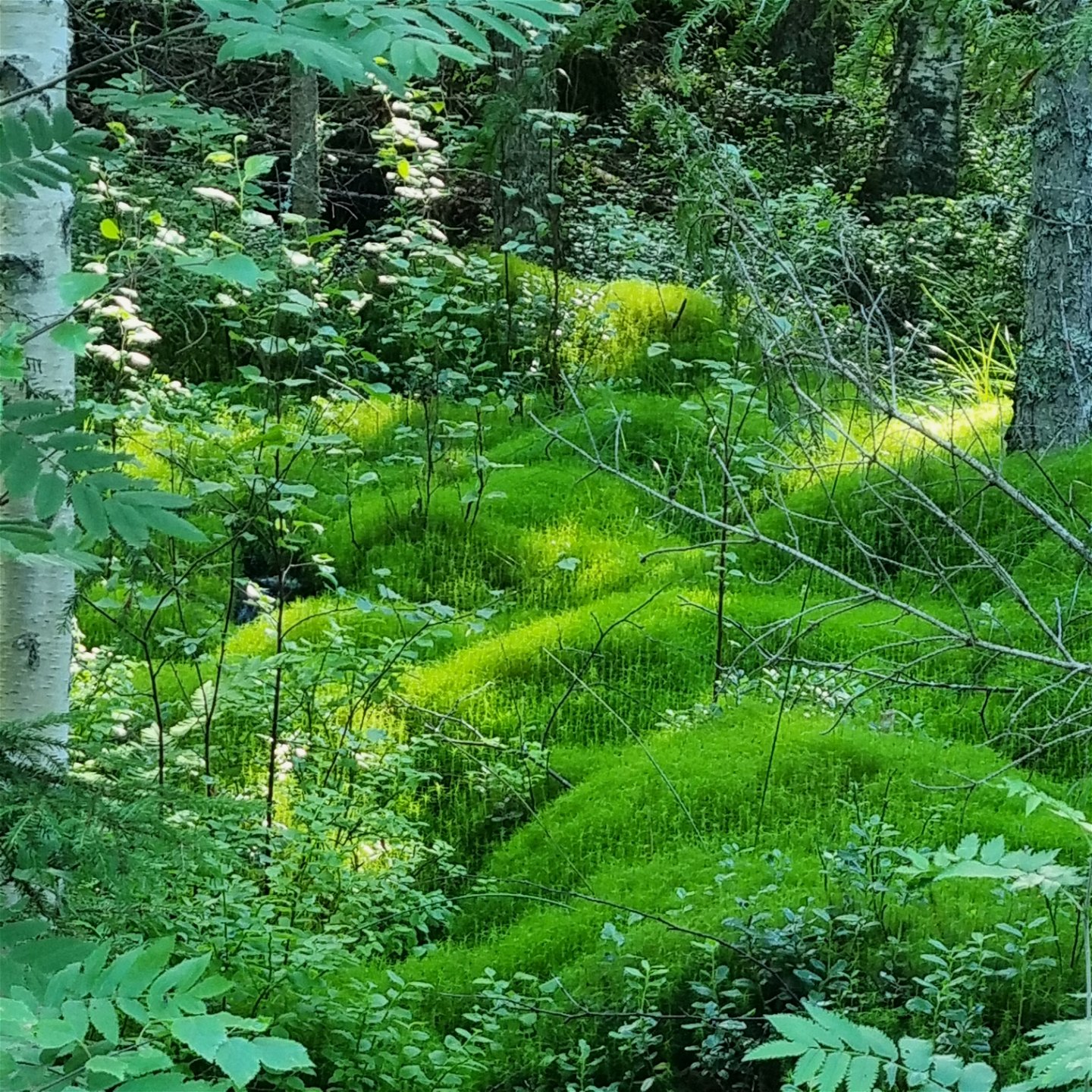 Moss covered stream