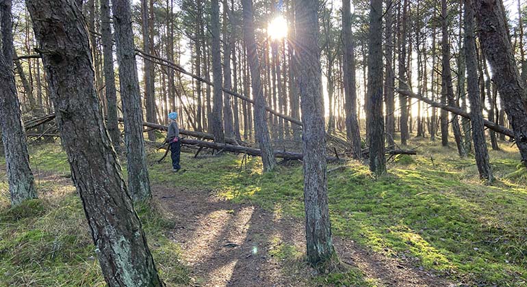 En person som kollar på ett träd som har fallit ner och ligger i skogen