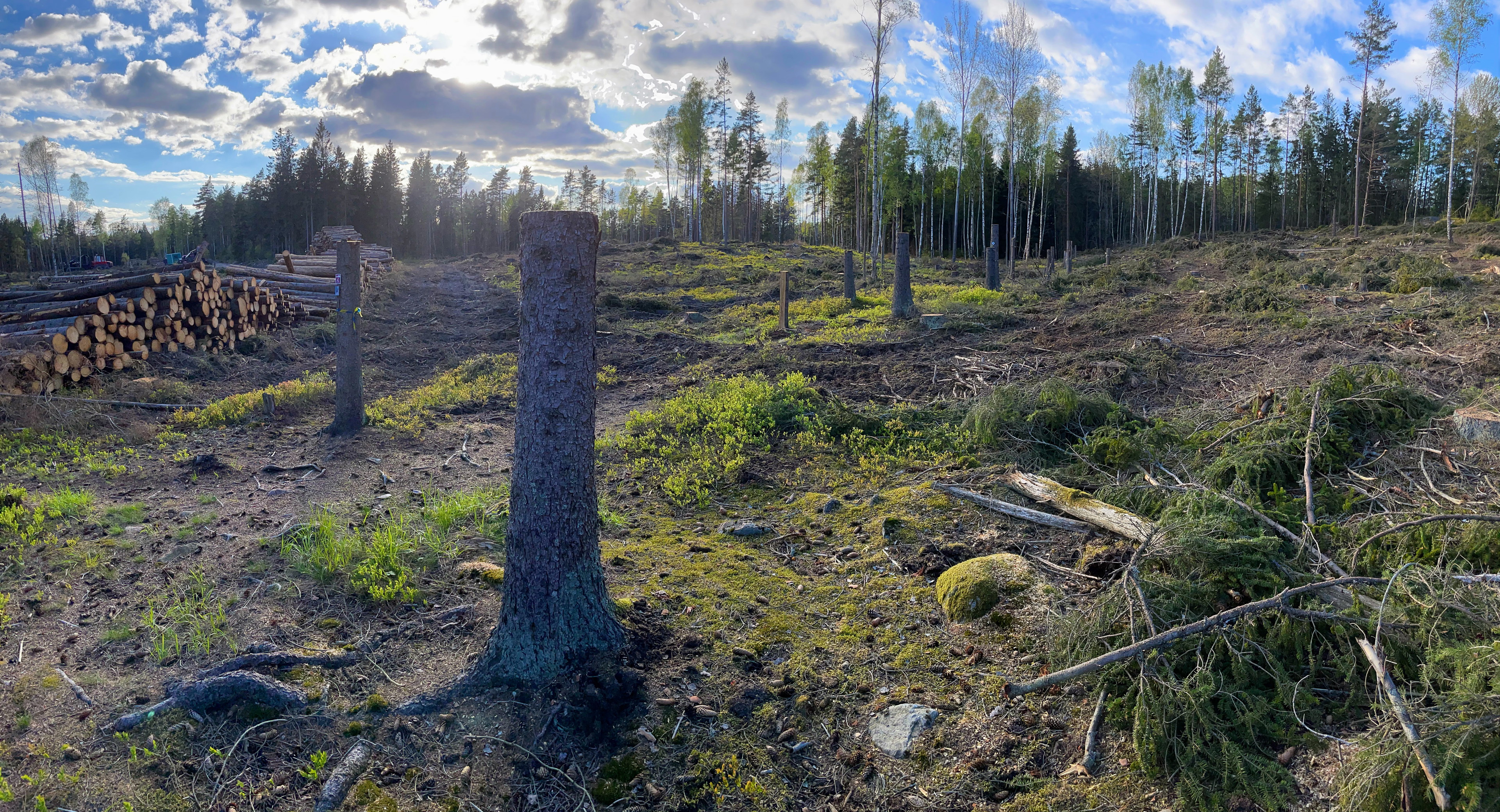 Natur och friluftsliv offras i ny skogspolitik 