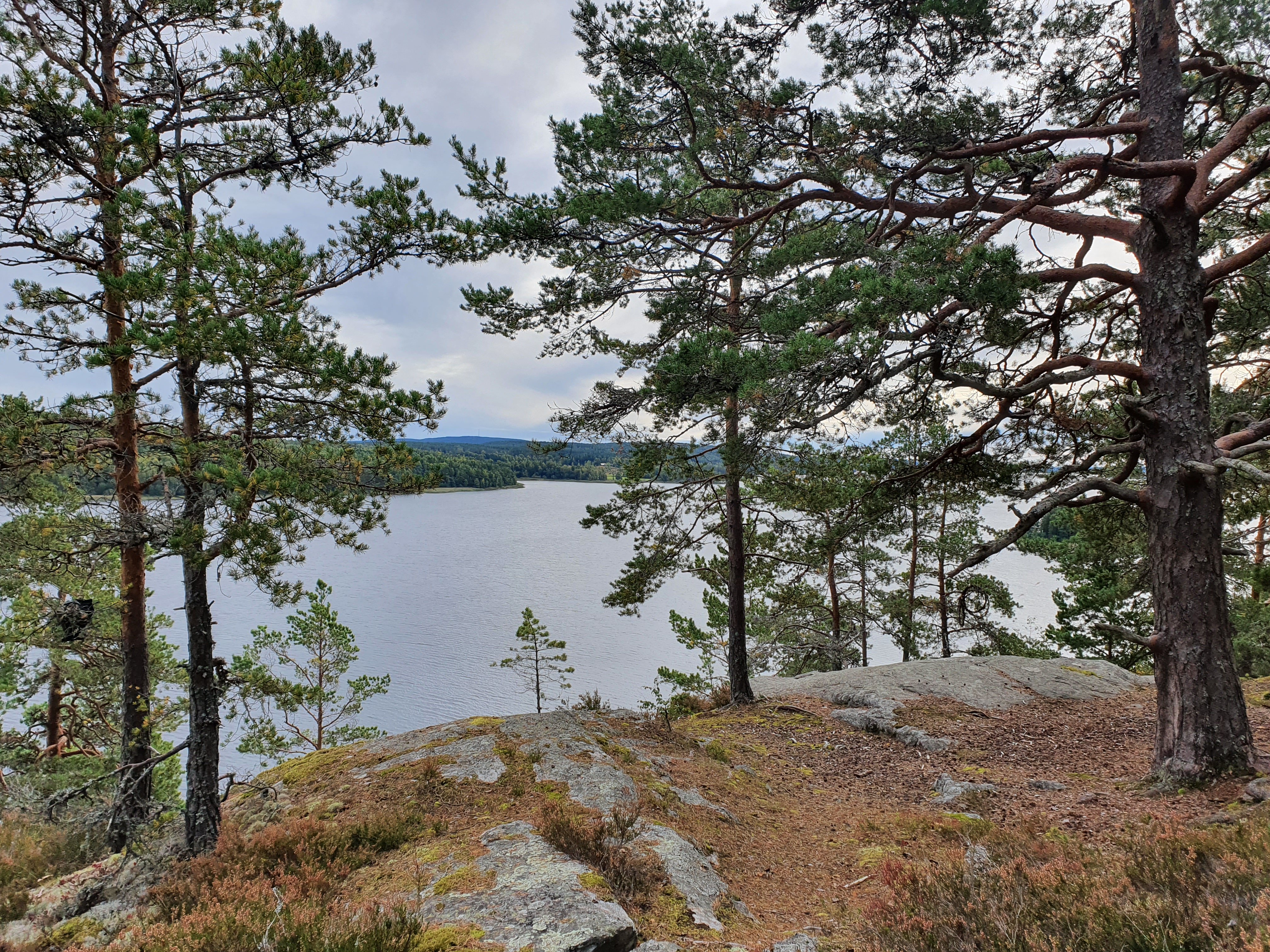 Hällar med taniga tallar med utsikt över Älgfjorden.