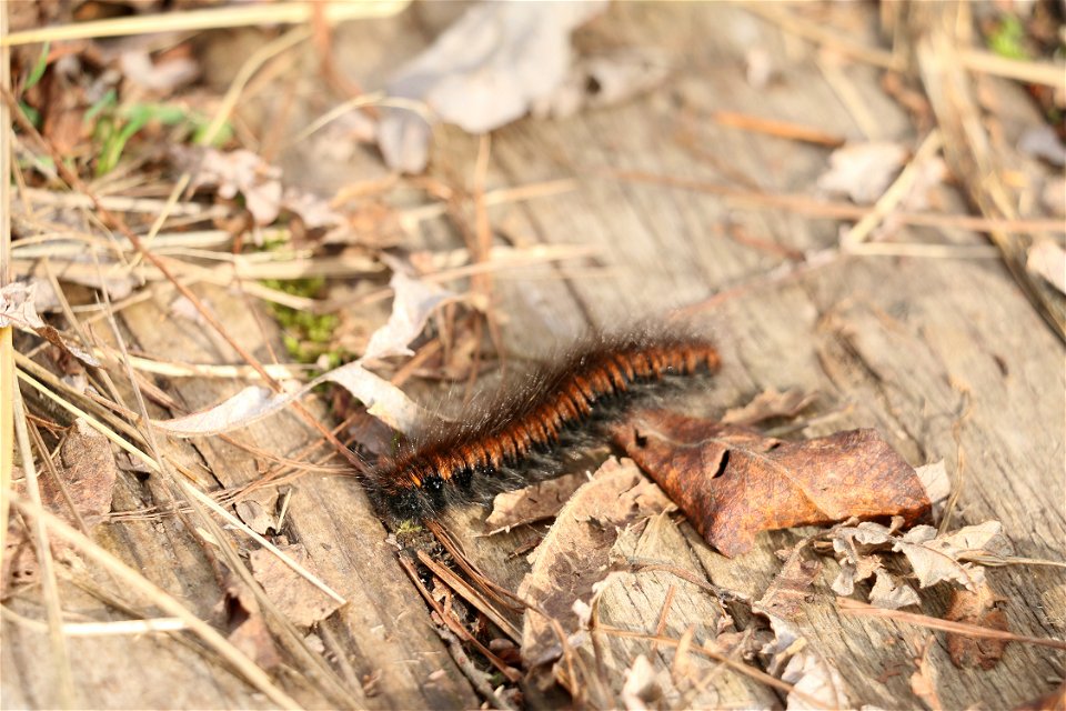 En brun och svart lite hårig larv bland bruna löv på marken.