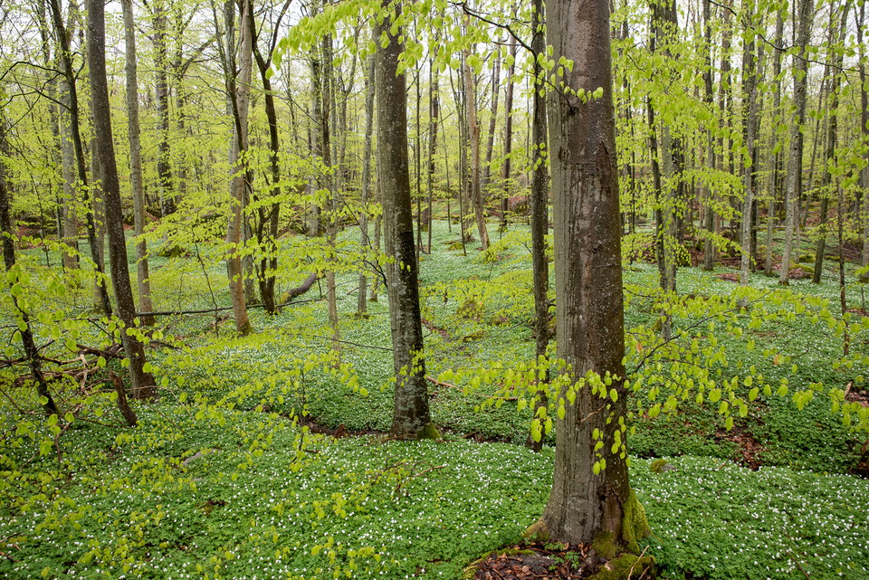 Nyutslagen bokskog
