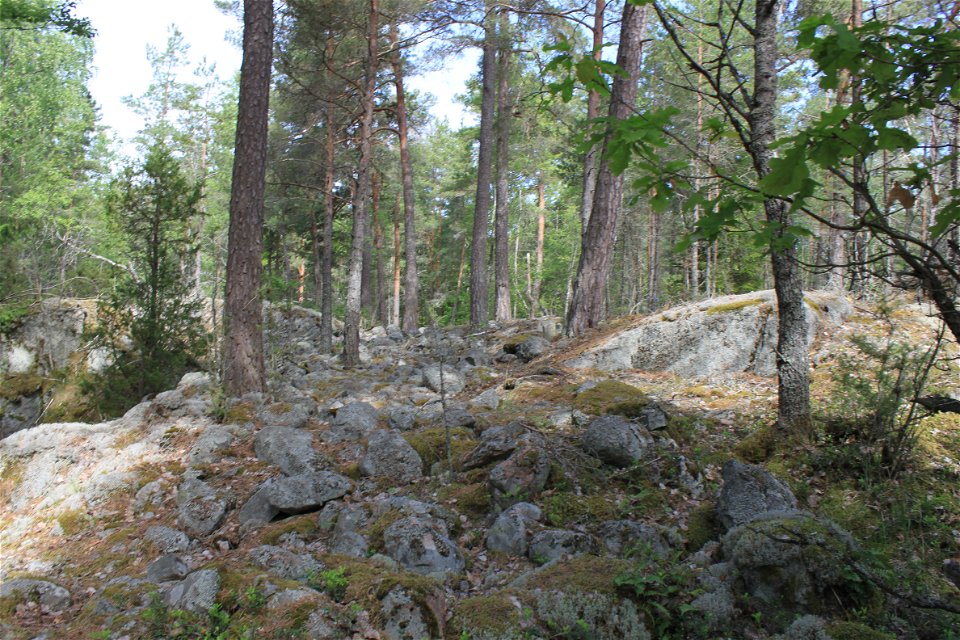 Stenig hällmark i en skog.