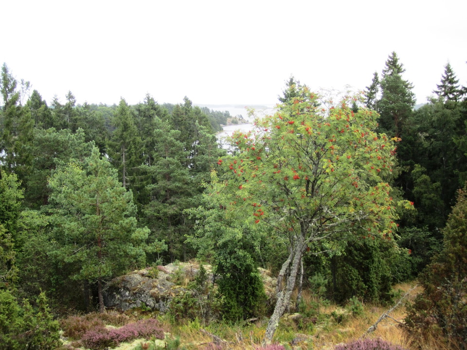 Vybild på skog från en höjd.