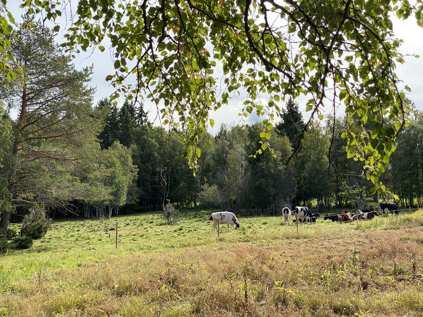 Foto: Henrika Lavonius Wike