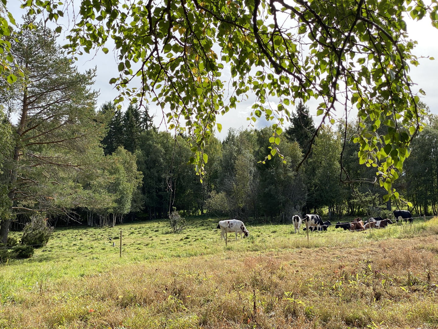 Foto: Henrika Lavonius Wike