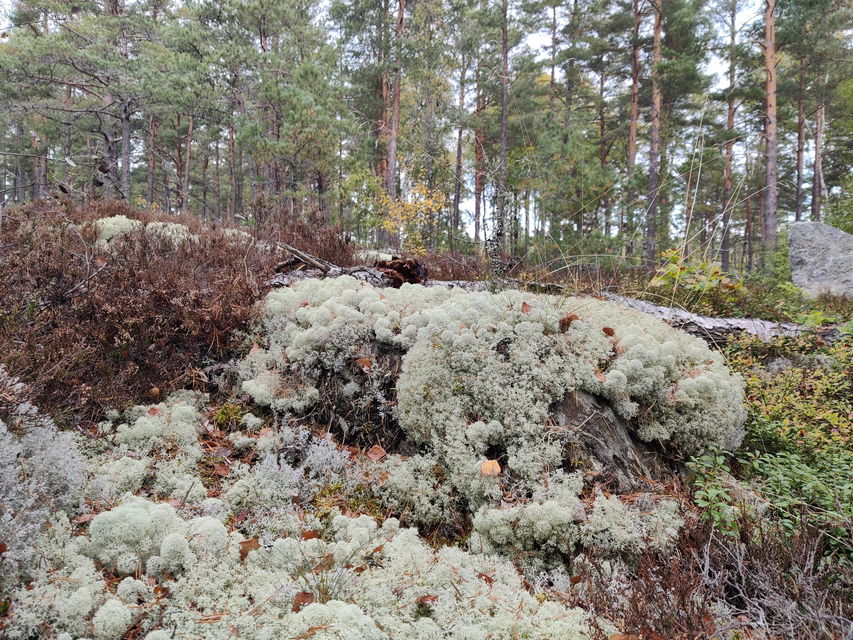 Fönsterlav i hällmarkstallskog