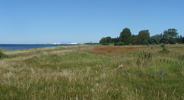 Ängsmark.
