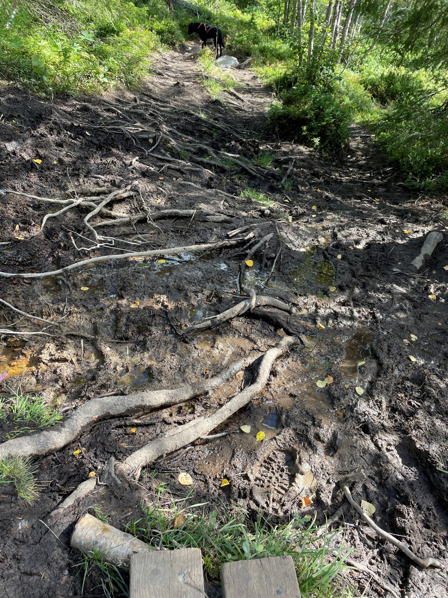 Rötter bland lera på en stig.