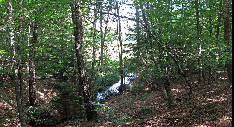 Bäck som ringlar sig genom skogen.