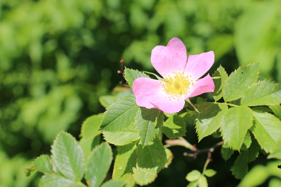 Rosa nyponros i grönskande natur.