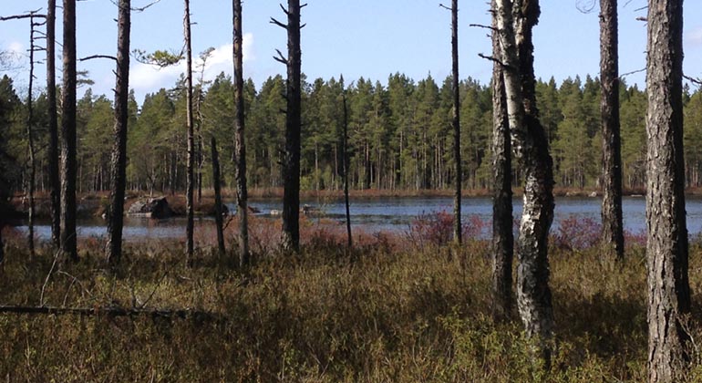 Sjön Gryten, Vargavidderna.